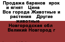 Продажа баранов, ярок и ягнят › Цена ­ 3 500 - Все города Животные и растения » Другие животные   . Новгородская обл.,Великий Новгород г.